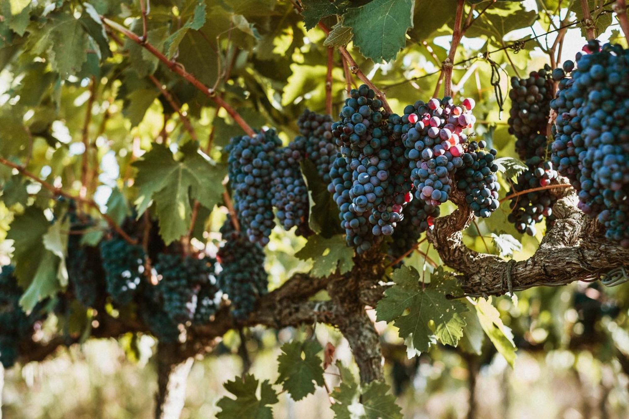Tenuta Doxi Gallipoli Zewnętrze zdjęcie