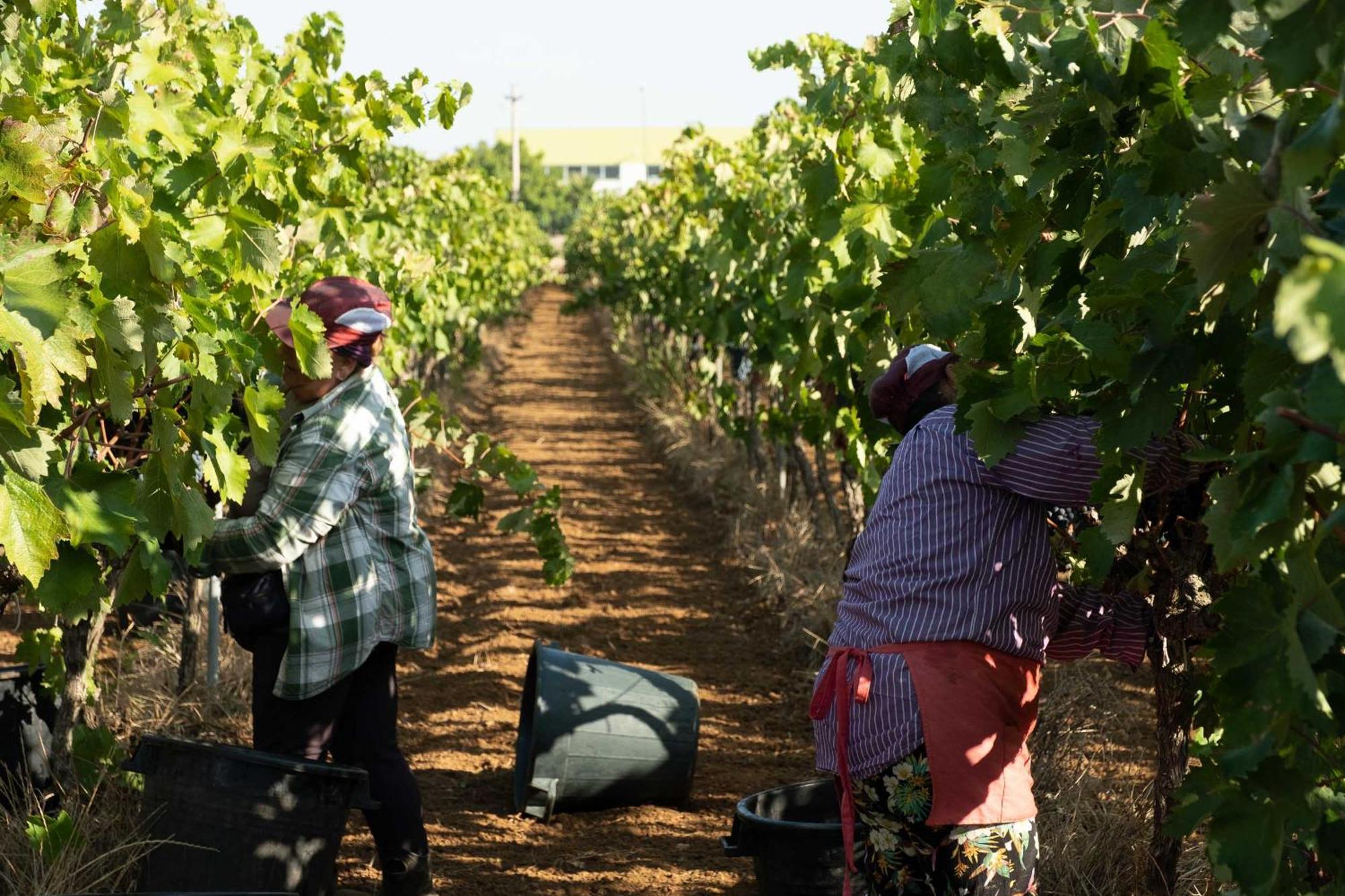 Tenuta Doxi Gallipoli Zewnętrze zdjęcie