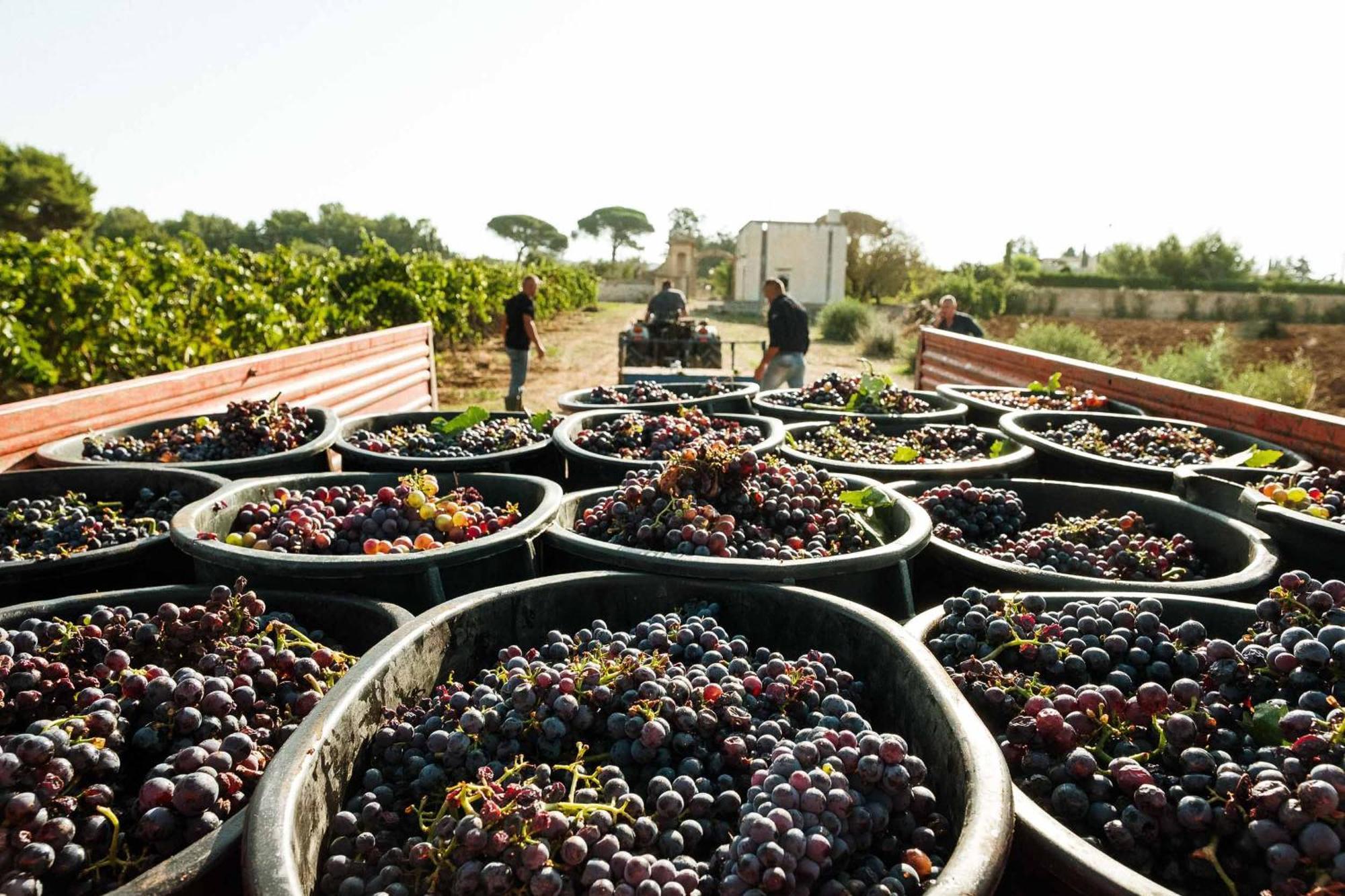 Tenuta Doxi Gallipoli Zewnętrze zdjęcie