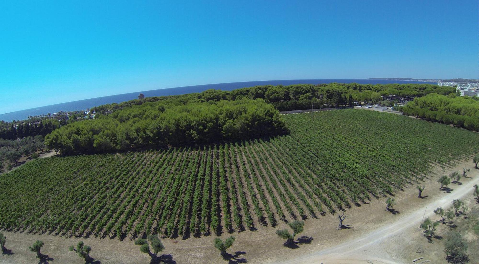 Tenuta Doxi Gallipoli Zewnętrze zdjęcie