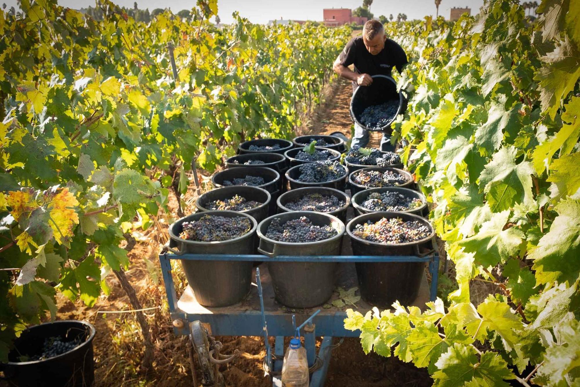 Tenuta Doxi Gallipoli Zewnętrze zdjęcie
