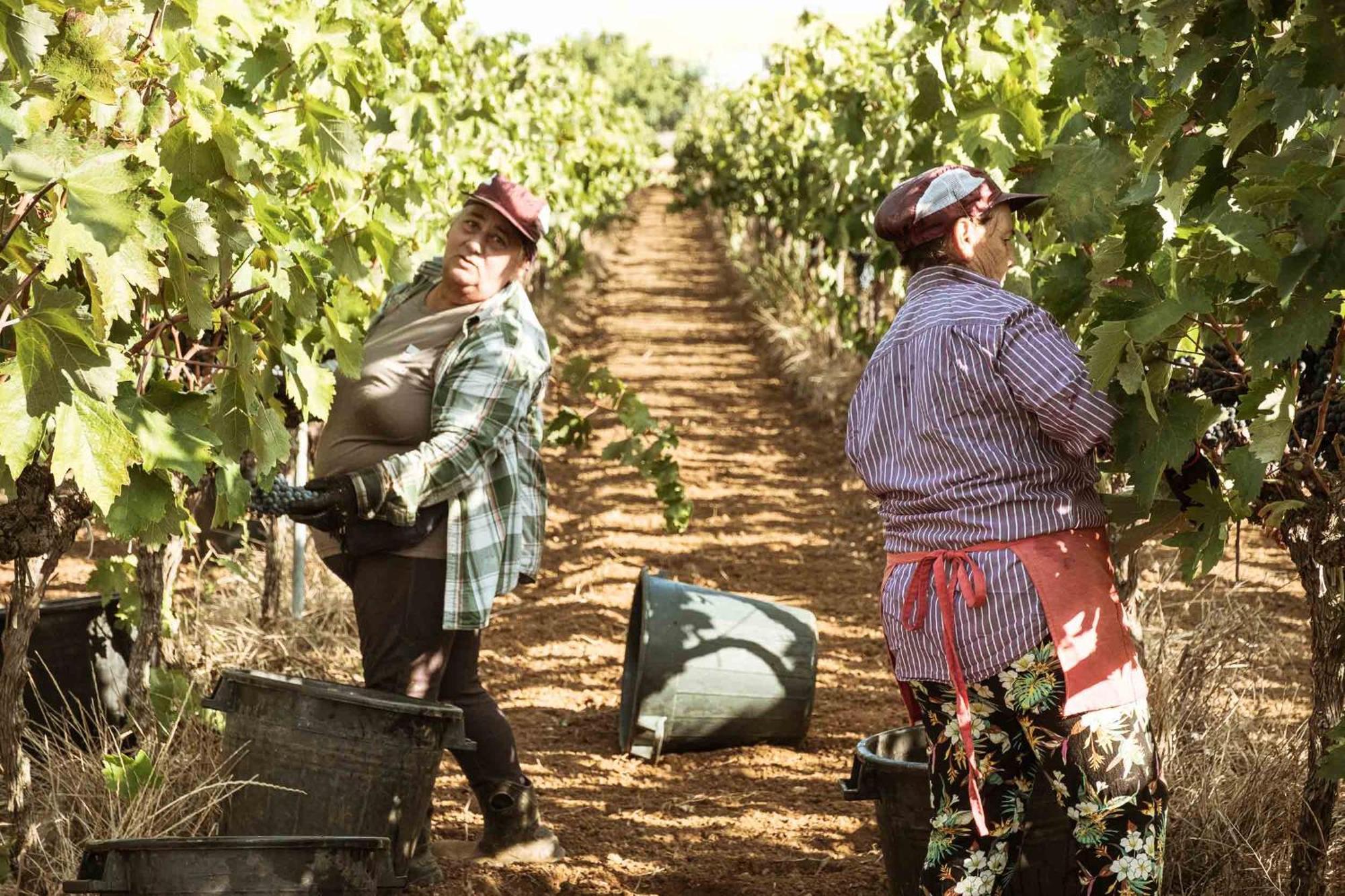 Tenuta Doxi Gallipoli Zewnętrze zdjęcie